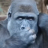 SayronShow